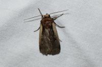 Ochropleura plecta