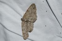 Hypomecis punctinalis