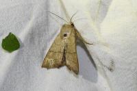 Charanyca trigrammica