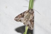 Lacanobia w-latinum