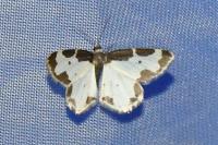 Lomaspilis marginata
