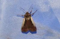 Ochropleura plecta