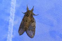 Peridea anceps