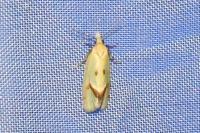 Agapeta hamana