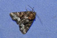 Oligia