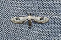 Eupithecia centaureata
