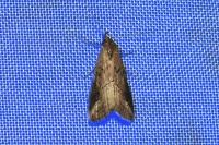 Schrankia costaestrigalis