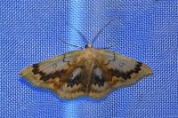 Cyclophora annularia