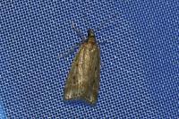 Eudonia pallida