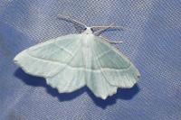 Campaea margaritaria