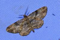 Peribatodes rhomboidaria