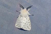 Spilosoma lubricipeda