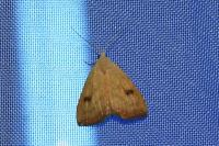 Rivula sericealis