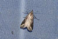 Schrankia costaestrigalis