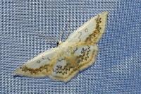 Cyclophora annularia