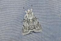 Acronicta aceris