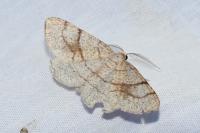 Adactylotis contaminaria
