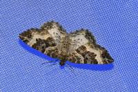 Epirrhoe alternata