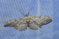 Hypomecis punctinalis