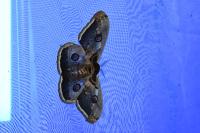 Saturnia pyri