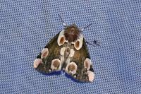 Thyatira batis