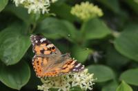 Vanessa cardui