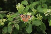 Vanessa cardui