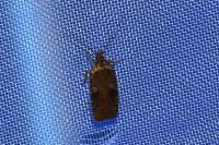 Agonopterix purpurea