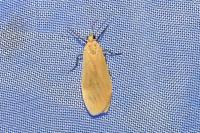 Wittia sororcula