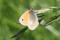 Coenonympha pamphilus