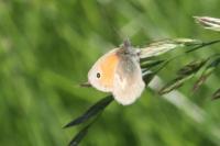 Coenonympha pamphilus