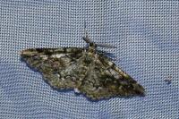 Cleorodes lichenaria