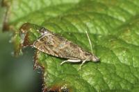 Dichrorampha plumbana