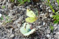 Colias alfacariensis