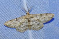 Hypomecis punctinalis