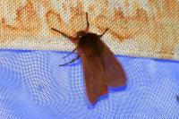Phragmatobia fuliginosa