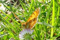 Melitaea cinxia
