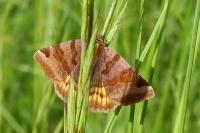 Euclidia glyphica