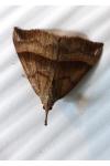 Hypena proboscidalis