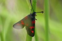 Zygaena trifolii