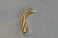 Malacosoma neustria