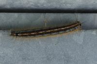 Malacosoma neustria