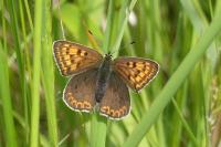 Lycaena tityrus