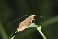 Nematopogon swammerdamella