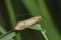 Nematopogon swammerdamella