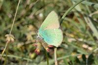 Callophrys rubi