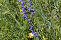 Anthocharis cardamines