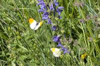 Anthocharis cardamines