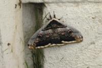 Saturnia pyri