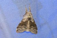 Calliteara pudibunda